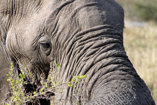 elephant closeup