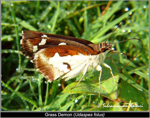 hesperiidae butterflyindia