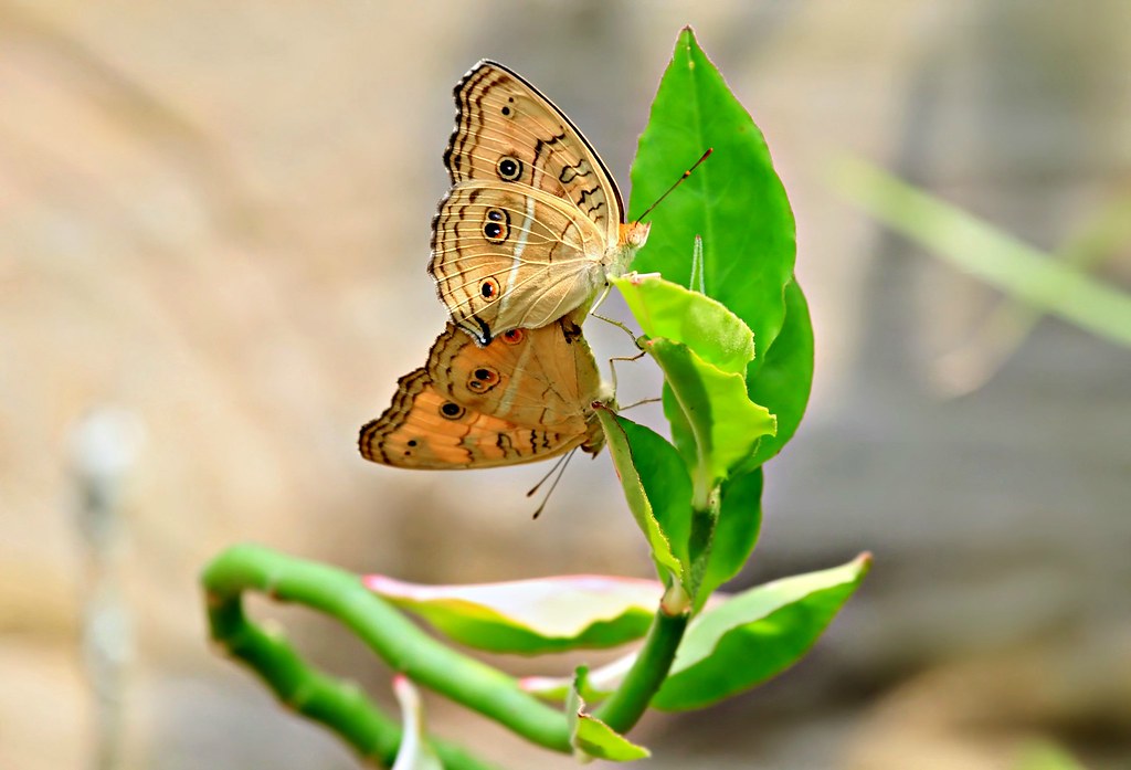 sperm Male female butterflies mating success