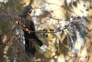 Glossy Black Cockatoo in the morning light