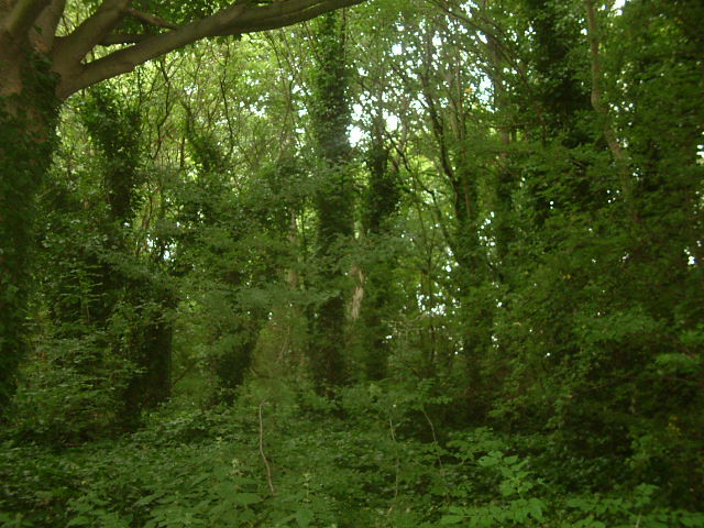 Deep In The Woods @ Killingbeck , Leeds , West Yorkshire , England , UK