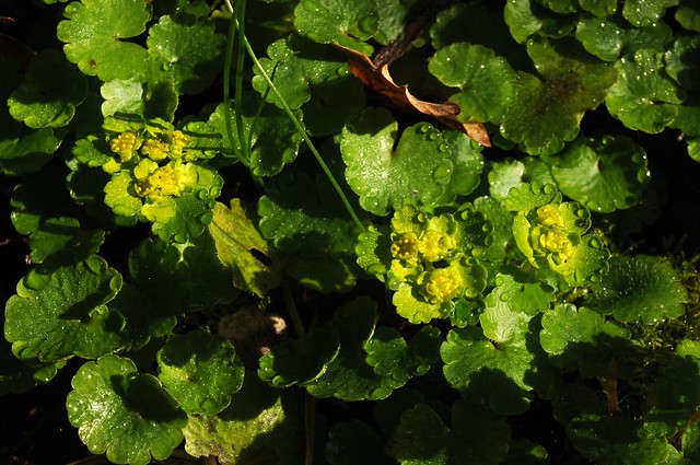Blühendes Milzkraut (Chrysosplenium alternifolium); Bergenhusen, Stapelholm (27a)