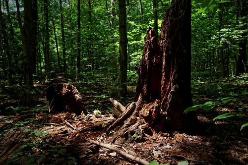 summer forest stump fallentree hancockcountyindiana schrammwoodsnaturepreserve