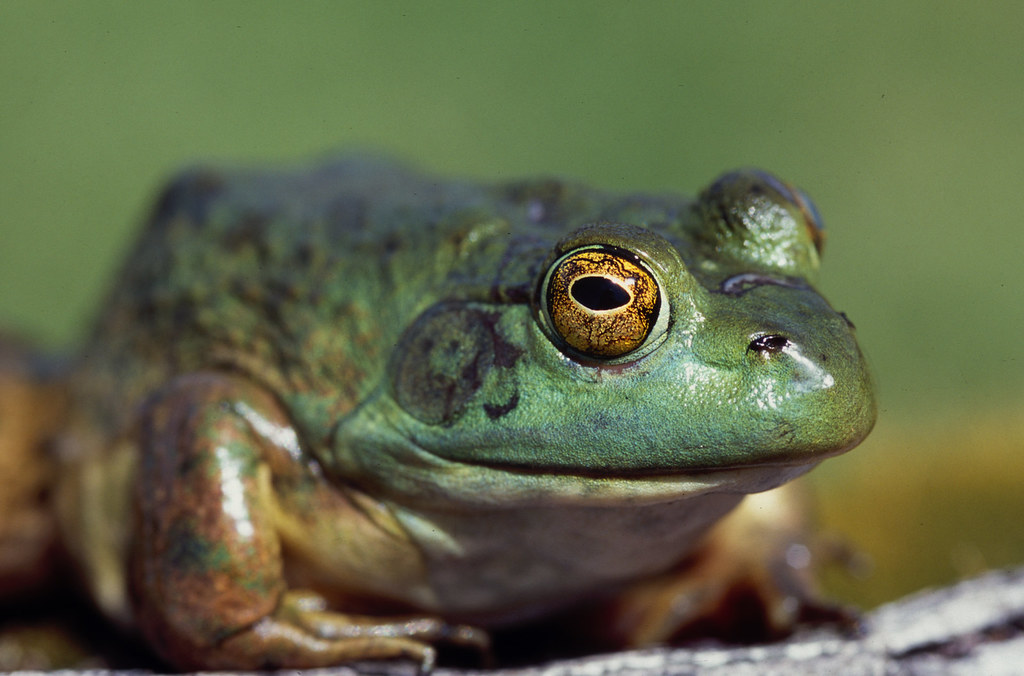 Bullfrog - Bullfrogs and amphibians are especially vulnerabl… - Flickr