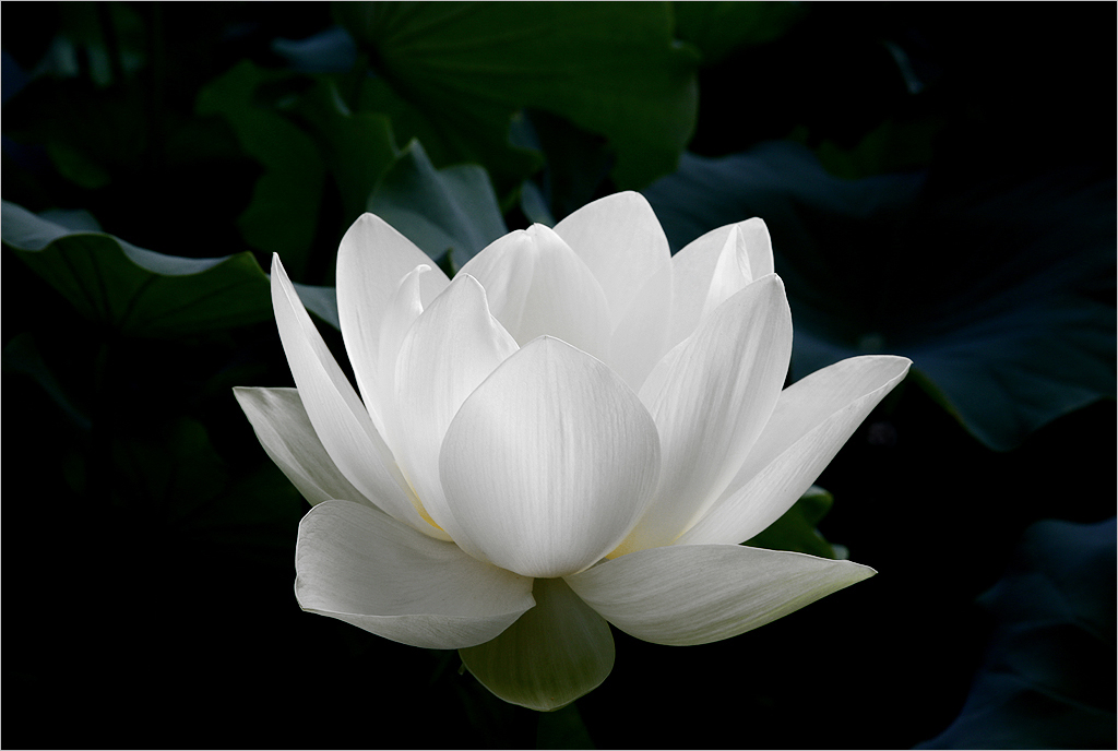white lotus flower on black background - DD0A7213-1000 | Flickr