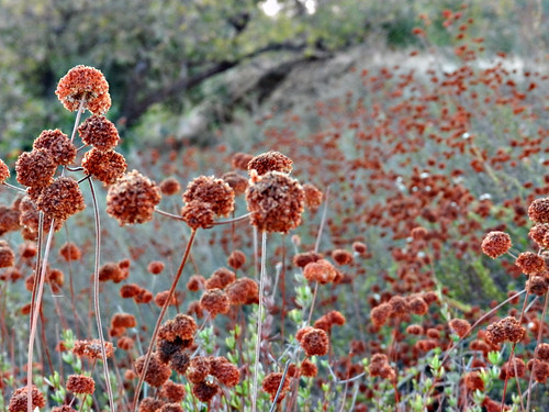 california red usa unitedstates buckwheat agourahills nikoncoolpixp500