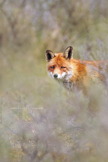 Red foxes | Vulpes vulpes