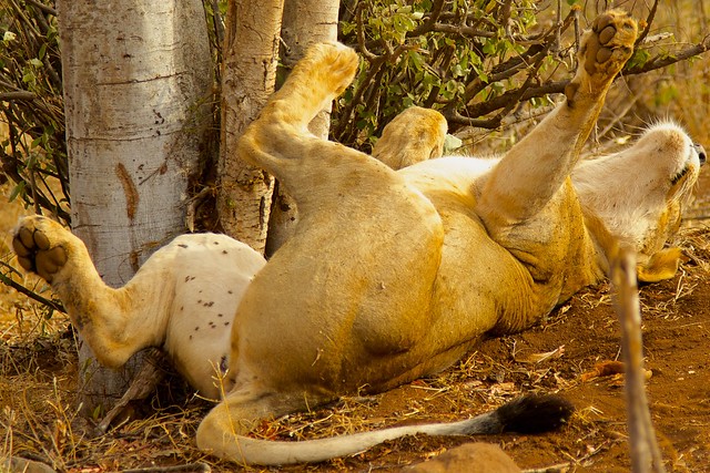 Kenya,  Meru North Conservancy, female lion relaxing in the late afternoon heat, 30 Jun 2015