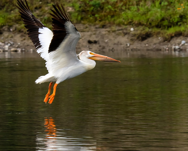 white pelican - explore