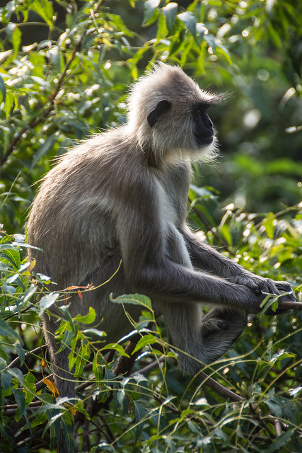 Grey Langur Monkey, Heritance Kandalama Hotel, Sri Lanka
