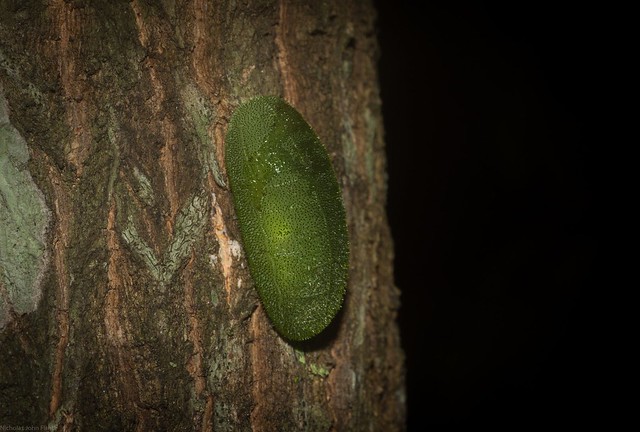 Limacodidae? caterpillar