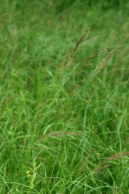 Agrostis canina (Brown bent / Moerasstruisgras)