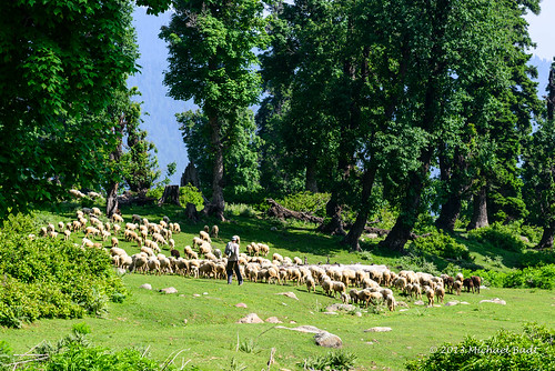 india animals sheep forrest kashmir ind naturelandscape
