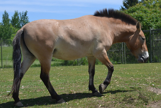 Pzewalski's Horse