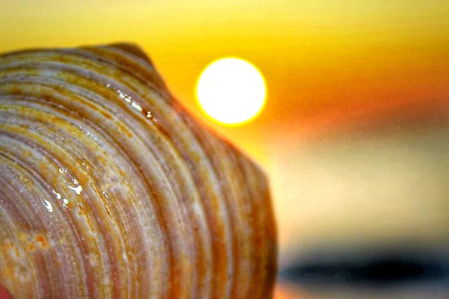 summer orange sun macro beach sunrise golden pattern massachusetts seashell