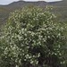 Flickr photo 'Utah serviceberry, Amelanchier utahensis' by: Jim Morefield.