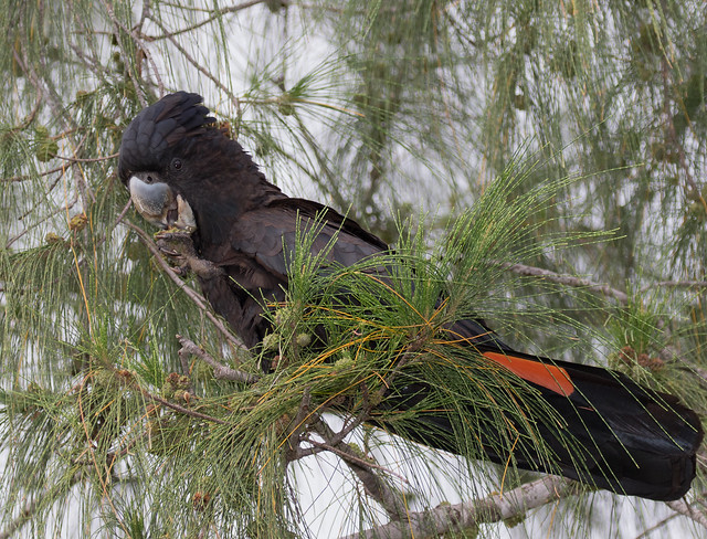 Red-Tailed Black Cockatoo (Calyptorhynchus banskii macrorrynchus) (50 – 64 centimetres) (male – red tail)