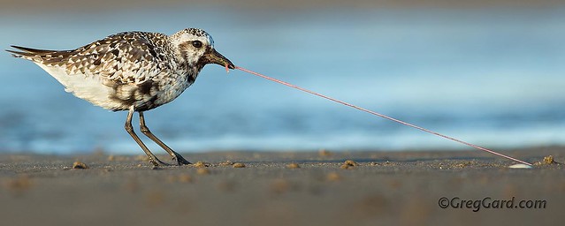 Black-bellied Plover pulling a worm out