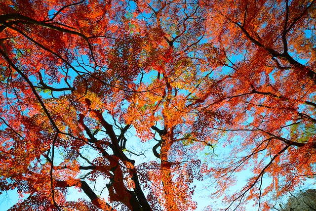 Autumn Leaves：红叶在京都
