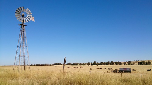 windmill sheep australia