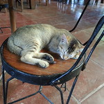 Sleeping Kitten - Dalampasigan Restaurant