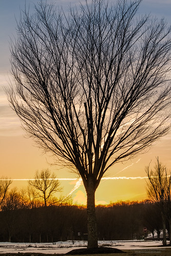 Tree at sunset by SAURAVphoto, Prints at <a href="http://fineartamerica.com/featured/tree-at-sunset-saurav-pandey.html" rel="nofoll