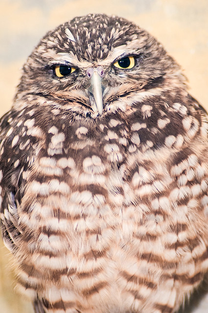 Burrowing Owl 3-0 F LR 2-9-14 J054