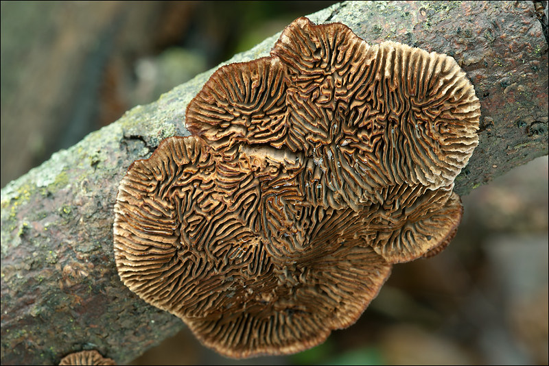 Gloeophyllum-abietinum_7 | Gloeophyllum abietinum (Bull.: Fr… | Flickr