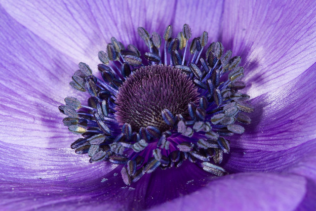 Purple anemone macro