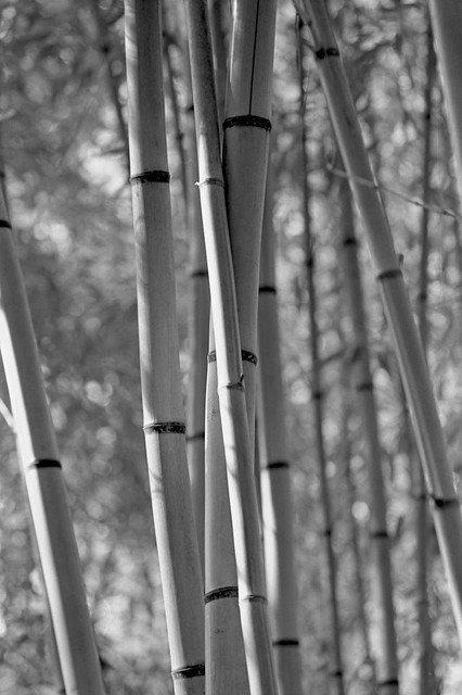 Bamboo at Duke Gardens