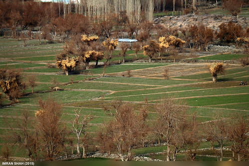 trees pakistan building canon landscape geotagged structures tags location elements vegetation fields greenery kkh tele closeups chilas diamer gilgitbaltistan imranshah canoneos70d canonefs55250mmf456isii gilgit2