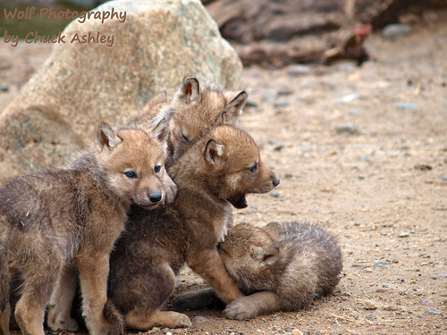 2013-06-09 Fur-Ever Wild Wolf Pups-5 weeks W 169 | chuck ashley | Flickr