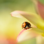 Ladybug on Dahlia