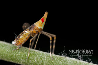 Planthopper nymph (Dictyopharidae) - DSC_7897