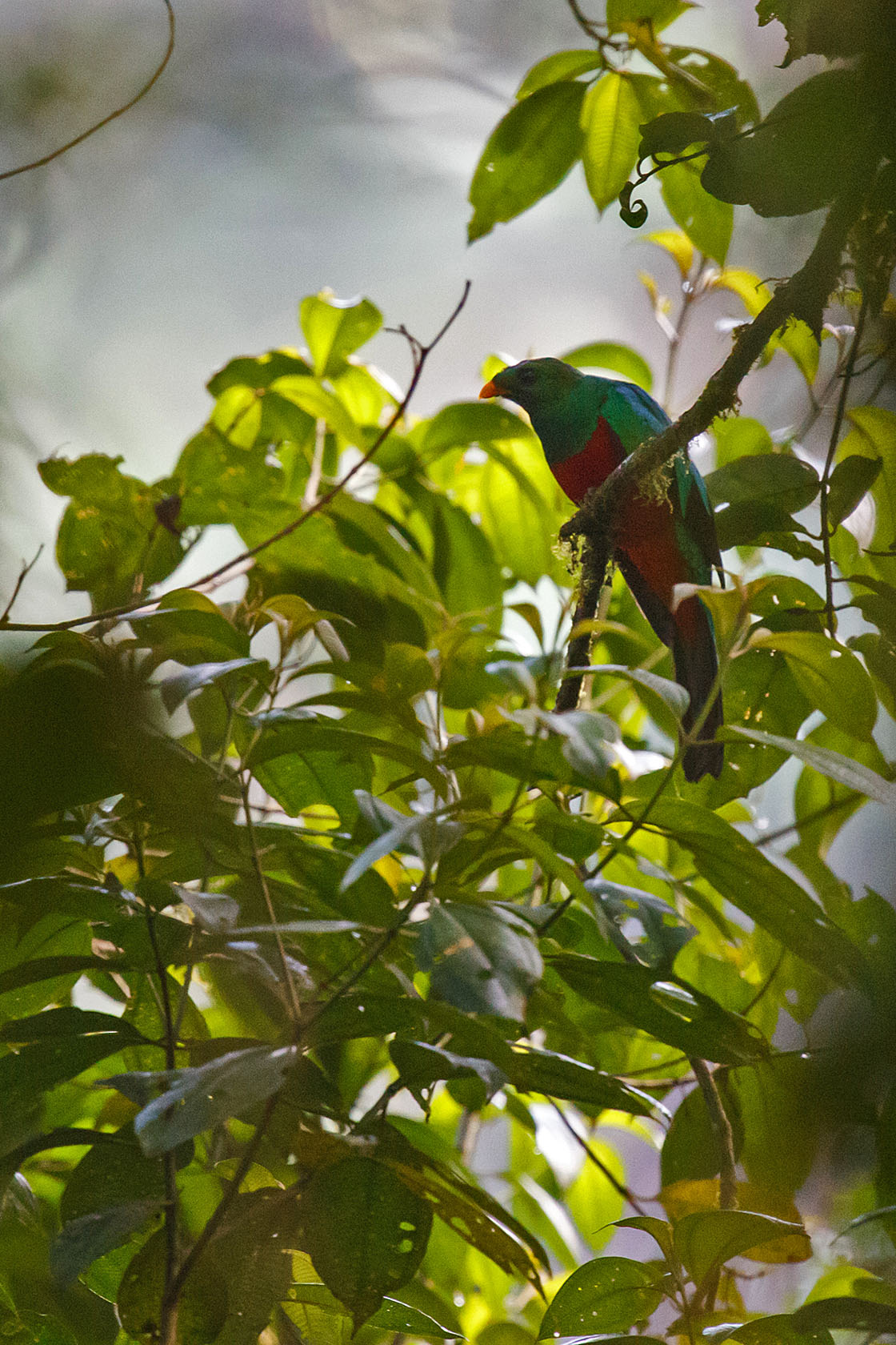 Golden-Headed Quetzal - Ecuador
