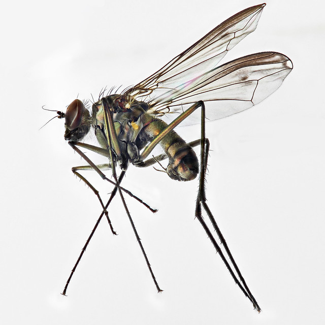 male Liancalus virens (side view)