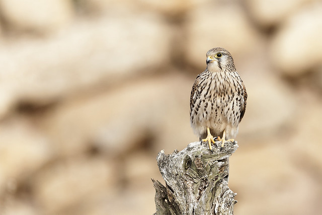 Falco tinnunculus (Cernílalo común)