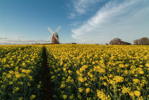 west windmill field sussex spring south east bloom oilseed halnaker