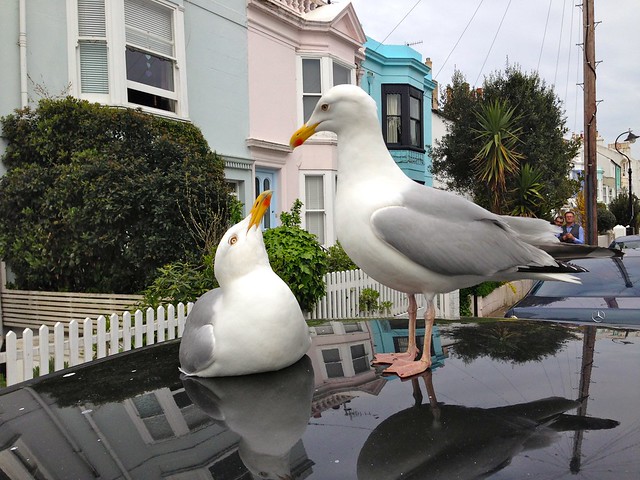 I Promise to Always Love and Obey...Pair of Seagulls On A Car Roof Brighton England