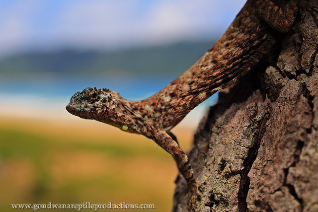 Common Gliding Lizard (Draco sumatranus)
