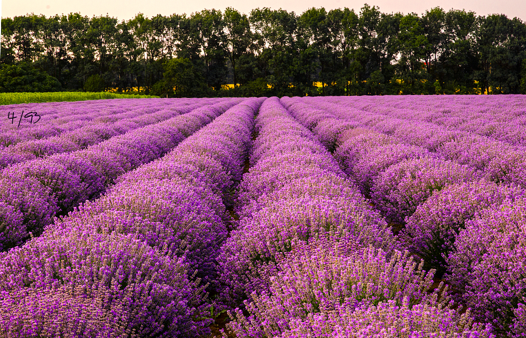 Lavender fields for ever | Flickr
