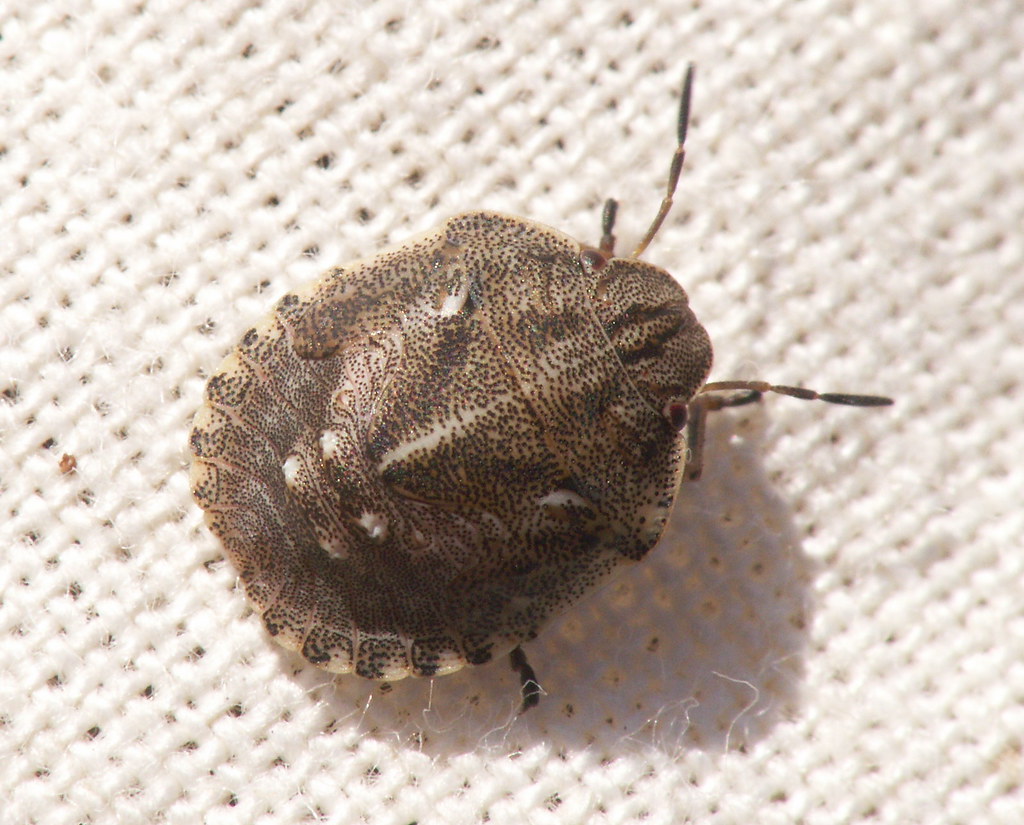 Scutelleridae - Eurygaster testudinaria nymph