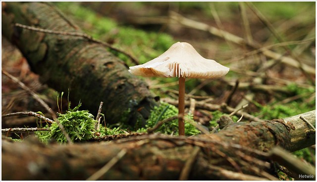 paddenstoel (7D005280)