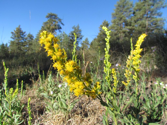 Asteraceae, Solidago velutina ssp californica,  California Goldenrod