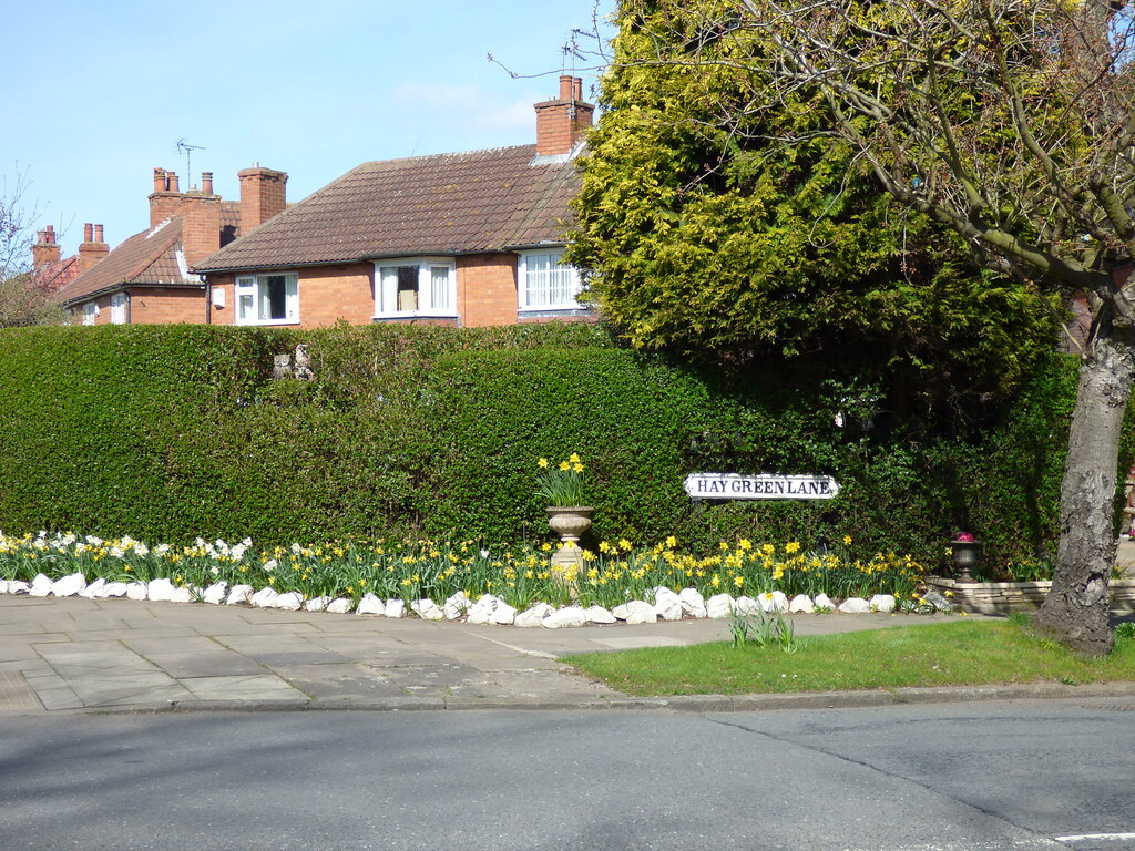Bournville Lane, Bournville daffodils at Hay Green Lane a photo on