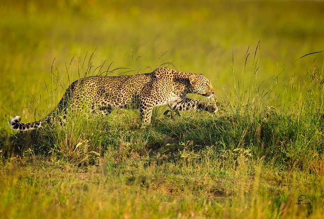 Stalking Leopard ReEdit. 