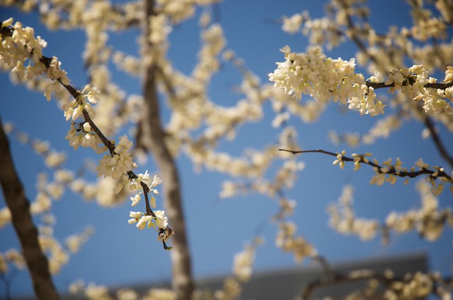 White blossoms on slender brown branches against a clear blue sky, with a blurred building in the background.