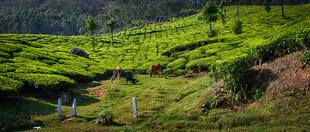 Tea Plantation - Munnar, Kerala (India)