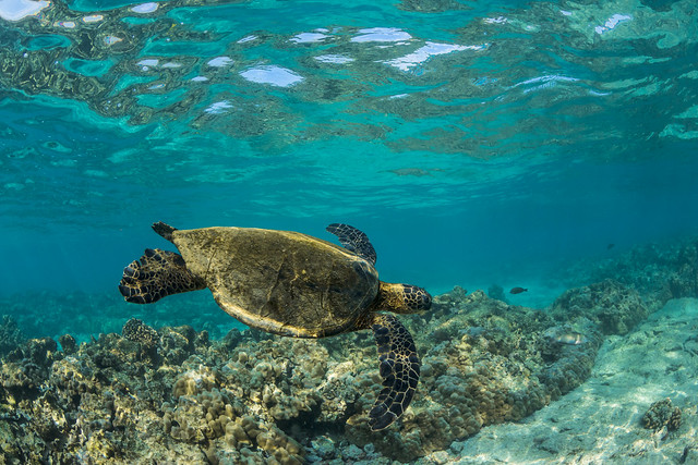 Pacific Green Sea Turtle Swimming off the Big Island of Hawaii