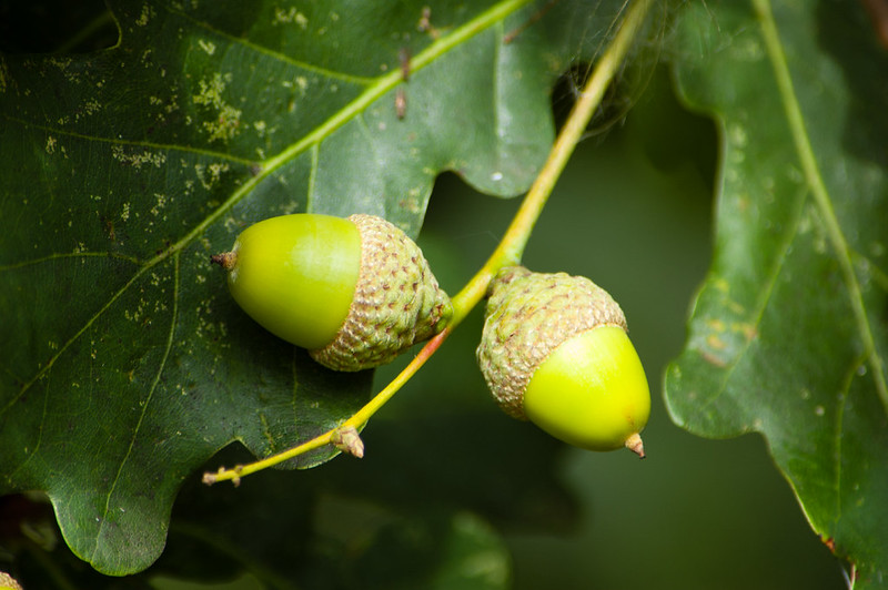 Green acorns